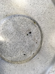Araneae