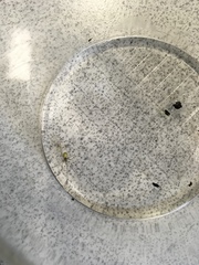 Araneae