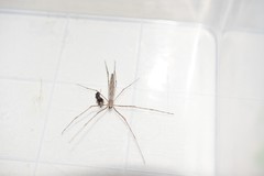 Deinopis longipes