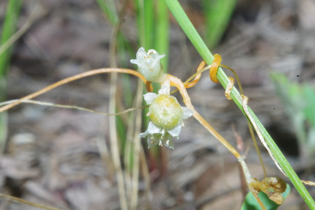 Peruvian Dodder in July 2016 by Erik Danielsen · iNaturalist
