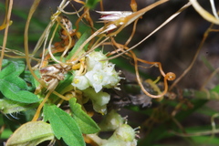 Cuscuta obtusiflora glandulosa