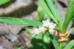 Cuscuta obtusiflora glandulosa