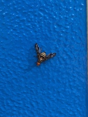 Idana marginata