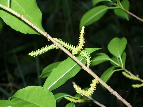 Excoecaria
