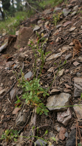 Draba cruciata