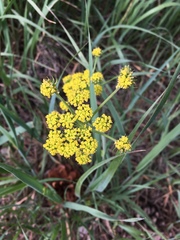 Lomatium triternatum