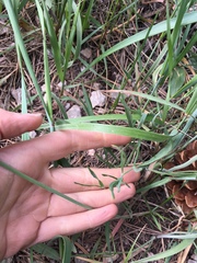 Lomatium triternatum