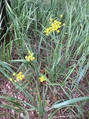 Lomatium triternatum