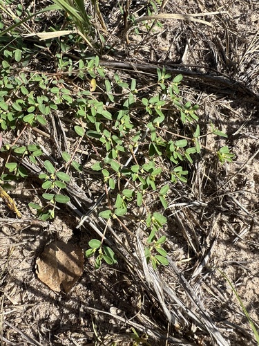 Image of Euphorbia geyeri by (c) Jared Shorma, some rights reserved (CC BY)