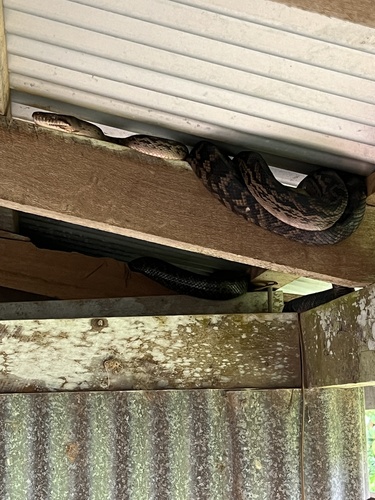 Australian Scrub Python sighting