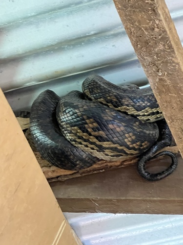 Australian Scrub Python sighting
