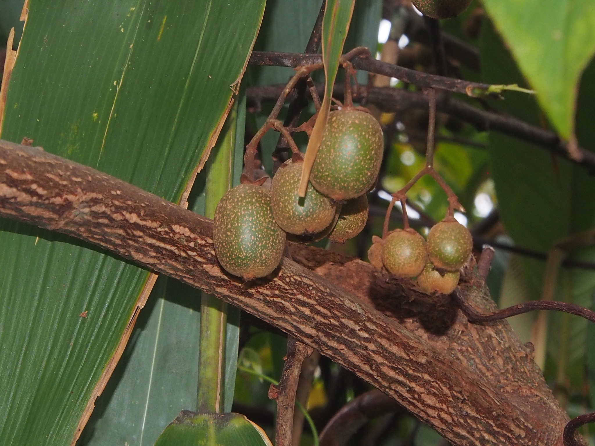Actinidia