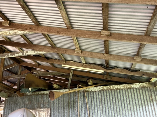 Australian Scrub Python sighting