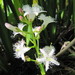 Menyanthes trifoliata - Photo (c) Leonora (Ellie) Enking, algunos derechos reservados (CC BY-SA)
