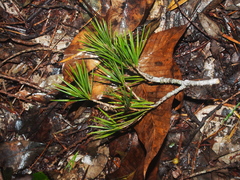 Pinus krempfii
