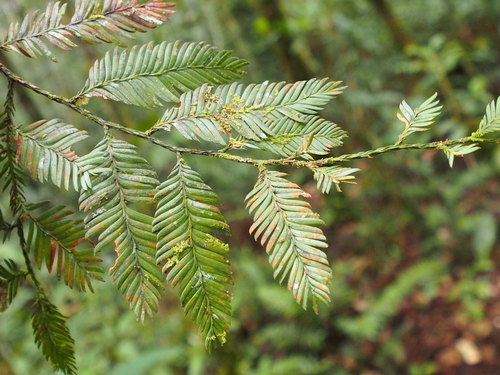 Image of Dacrycarpus imbricatus by (c) Eugene Popov, some rights reserved (CC BY)