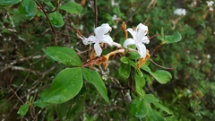 Rhododendron viscosum