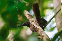 Cinclocerthia ruficauda