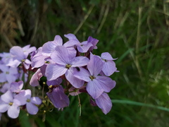 Erysimum linifolium
