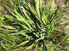 Yucca flaccida