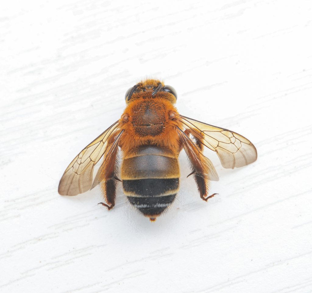 Amegilla yunnanensis