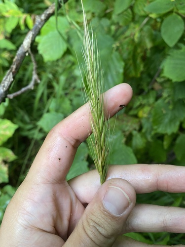 Image of Lyme grass by (c) Илья Руденко, some rights reserved (CC BY)