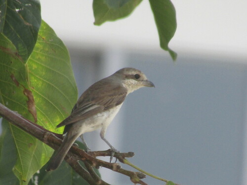 Alcaudón Dorsirrojo (Lanius collurio)