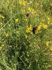 Lepidoptera
