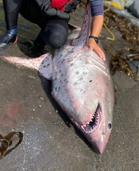 Salmon Shark photo 4