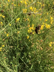 Lepidoptera