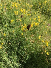 Lepidoptera