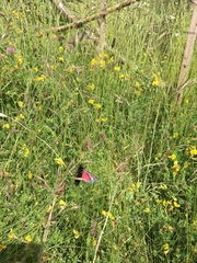 Lepidoptera