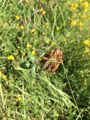 Lepidoptera
