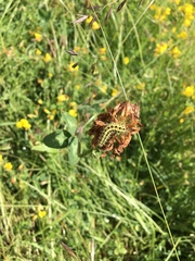 Lepidoptera