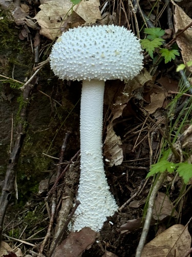 Amanita virgineoides