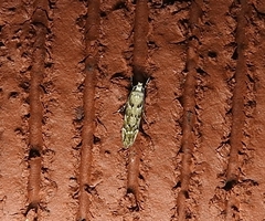 Coleotechnites coniferella