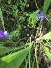 Viola