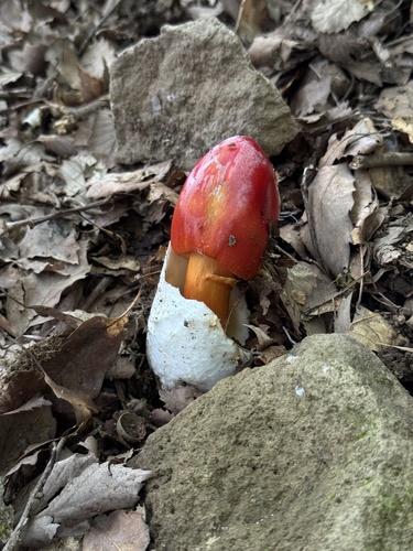 Amanita caesareoides