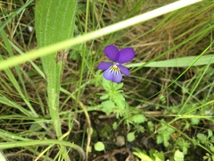 Viola