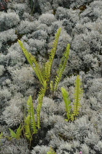 Polypodium pellucidum observed 2024-08-26