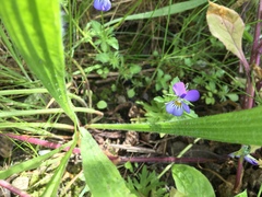 Viola