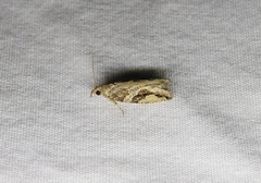 Proteoteras crescentana