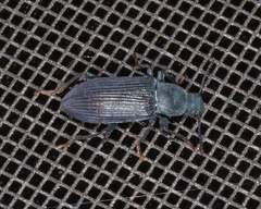 Xylopinus saperdoides