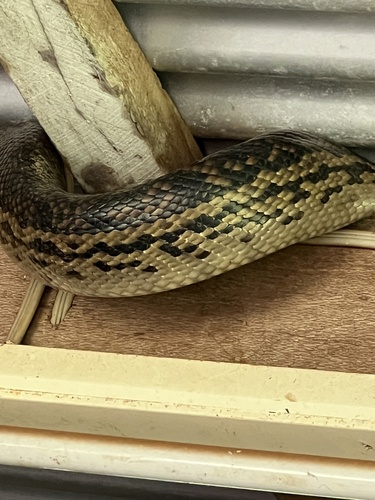 Australian Scrub Python sighting