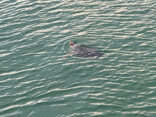 Loggerhead Sea Turtle photographed in Alabama