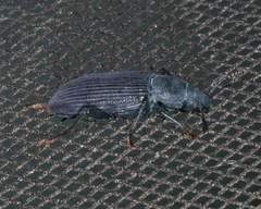 Xylopinus saperdoides