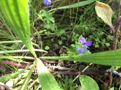 Viola