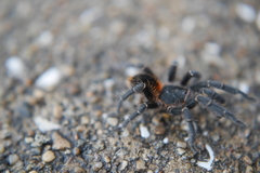 Homoeomma uruguayense