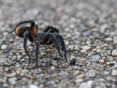 Homoeomma uruguayense