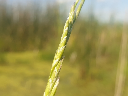 Image of Plaited Mannagrass (Glyceria notata) by (c) Clément Maouche, some rights reserved (CC BY)